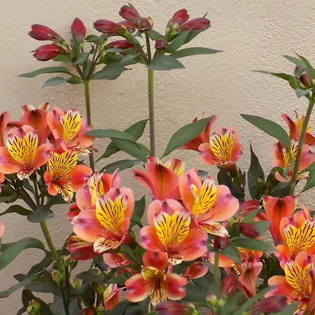 Апартаменты Alisachni Паралия Пантелеймона