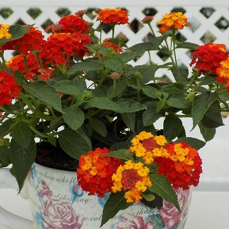 Alisachni Appartamento Paralia Pantaleimonos