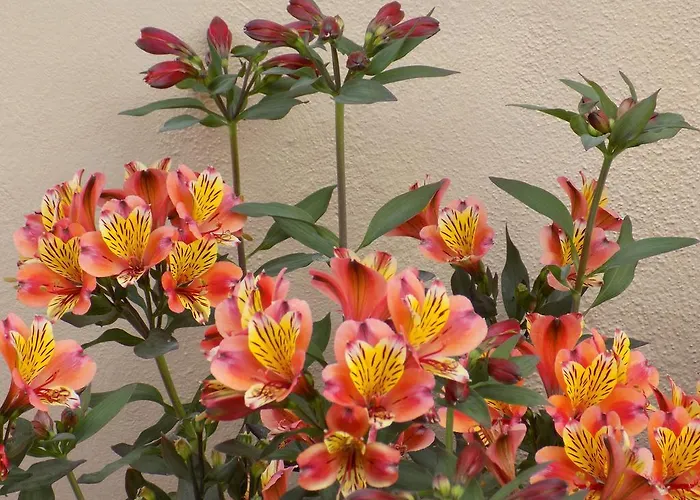 Apartamento Alisachni Paralia Panteleimonos